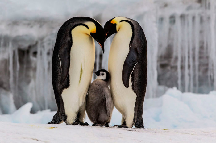 El problema del pingüino