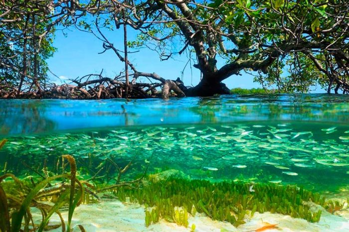 Raíces de la resiliencia: salvaguardando los manglares del Caribe
