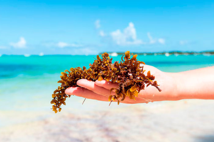 Del sargazo a la economía azul: una oportunidad para el Gran Caribe