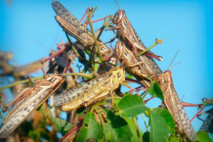 Las langostas invaden a Duaca en 1913